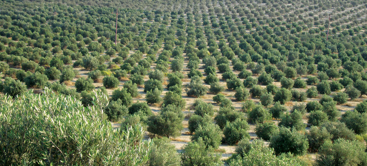 olives_fields